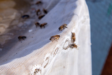 Bees drink water in summer on textile background..