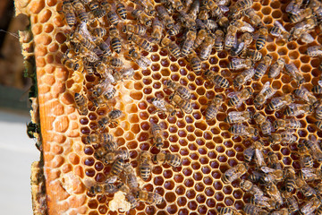 Working bee on the honeycomb with sweet honey..