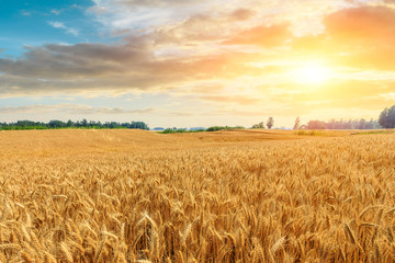 Wheat crop field sunset landscape