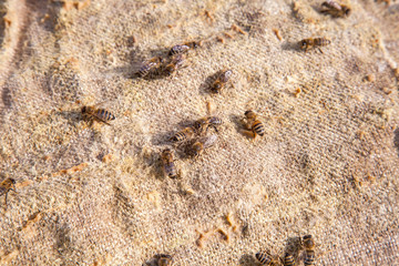 Bees swarming on vintage textile background..