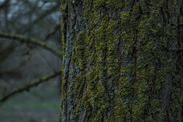 Moss on a tree trunk close-up