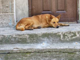 dog lying on ground