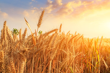 Fototapeta na wymiar Wheat crop field sunset landscape