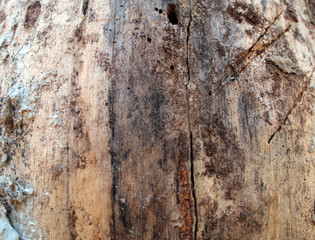 Obraz premium Background tree in cut