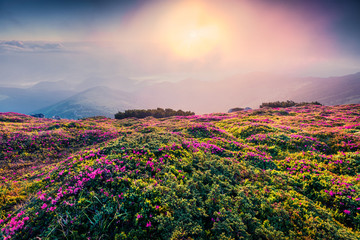 Colorful summer sunrise with fields of blooming rhododendron flowers. Splendid outdoors scene in the Carpathian mountains, Ukraine, Europe. Beauty of nature concept background.