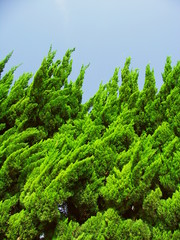 朝の公園の新緑のコニファー