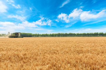 Combine harvester harvesting wheat on sunny summer day