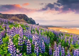 Amazing summer sunrise on the south coast of Iceland, Vik village location. Colorful outdoor scene...