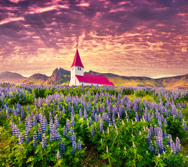 Small church surrounded by blooming lupin flowers in the Vik village. Dramatic summer sunrise in...