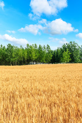 Yellow wheat field and blue sky with green tree