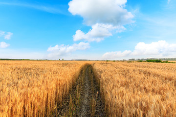 Field road and yellow wheat fields in autumn season