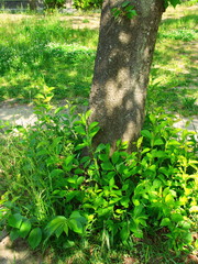 木漏れ日の中の桜の幹と新緑の若葉風景