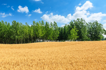 Yellow wheat field and blue sky with green tree
