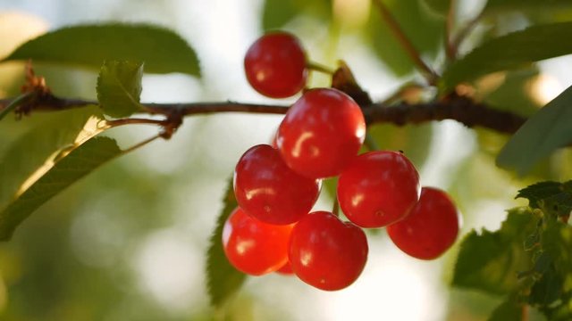 ripe cherry on a tree in the rays of the sun. Bright picture backlit fresh, organic ripe cherries on a cherry tree. Close-up