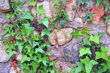 background of green ivy leaves trudging along the wall of stones