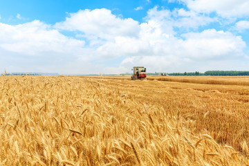 Obraz premium Combine harvester harvesting wheat on sunny summer day