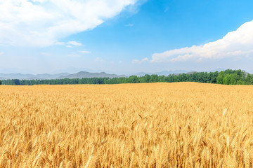 Yellow wheat field and blue sky