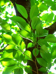 Fototapeta premium 朝日に映える公園の桜の若葉