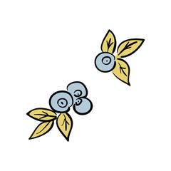 Blueberries isolated on white background sketch style.