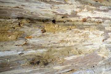 Wooden wall background. Old tree and logs