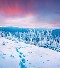 Bright winter sunrise view of Carpathian mountains with snow covered fir trees. Colorful outdoor scene, Happy New Year celebration concept. Beauty of nature concept background.