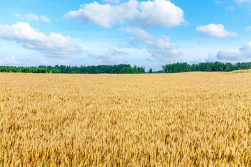 Yellow wheat field and blue sky