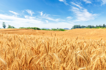 Yellow wheat field and blue sky - Powered by Adobe