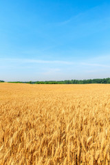 Yellow wheat field and blue sky