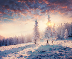 Impressive winter morning in Carpathian mountains with snow covered fir trees. Colorful outdoor...