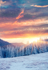 Picturesque winter sunrise in Carpathian mountains with snow covered fir trees. Vertical orientation view of snowy forest. Happy New Year celebration concept. Artistic style post processed photo.