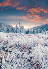 Incredible winter sunrise in Carpathian mountains with snow covered fir trees and grass. Colorful outdoor scene, Happy New Year celebration concept. Artistic style post processed photo.