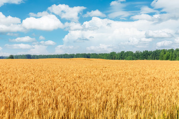 Yellow wheat field and blue sky