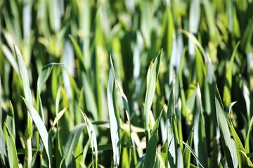 green grass in spring