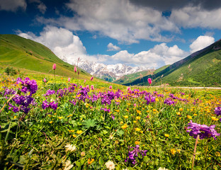 Obraz premium Spectacular summer view on the bloobing flowers in Caucasus mountains. Sunny morning scene of the foot of Shkhara mountain, Ushguli village location, Upper Svaneti, Georgia, Europe.
