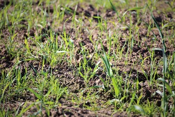 young sprouts in the field