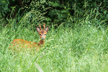 Rehbock im grünen Gras 