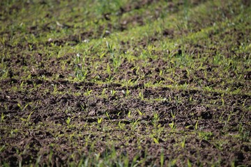 background of green grass