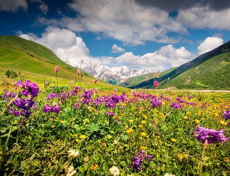 Spectacular summer view on the bloobing flowers in Caucasus mountains. Sunny morning scene of the foot of Shkhara mountain, Ushguli village location, Upper Svaneti, Georgia, Europe.