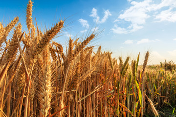 Field of golden wheat under blue sky