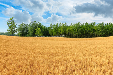 Yellow wheat field and blue sky with green tree