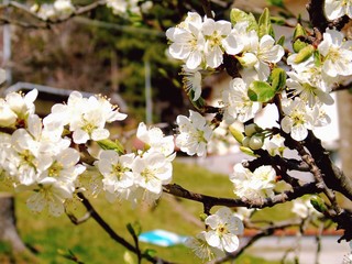 An amazing caption of some spring flowers from the village with blue sky in the background and clouds in a gray tone.