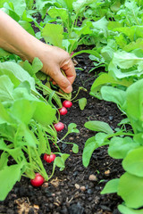 Taking first harvest of radishes from raised bed garden