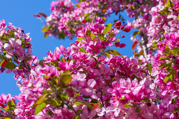 Red flowering tree. Apple tree against the blue sky.