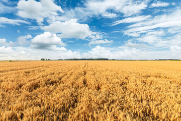 Yellow wheat field and blue sky
