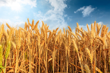 Obraz premium Field of golden wheat under blue sky