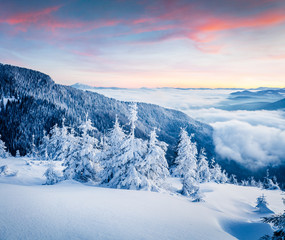 Obraz premium Bright winter morning in Carpathian mountains with snow covered fir trees. Colorful outdoor scene, Happy New Year celebration concept. Artistic style post processed photo.