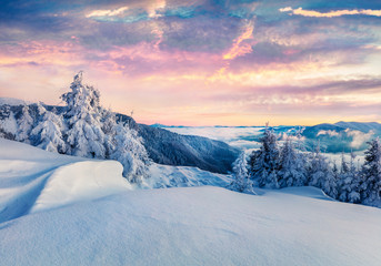 Frosty winter morning in Carpathian mountains with snow covered fir trees. Colorful outdoor scene before sunrise, Happy New Year celebration concept. Artistic style post processed photo.