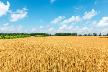 Yellow wheat field and blue sky