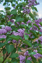 blooming lilac Bush against blue sky