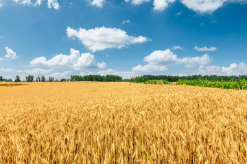 Yellow wheat field and blue sky